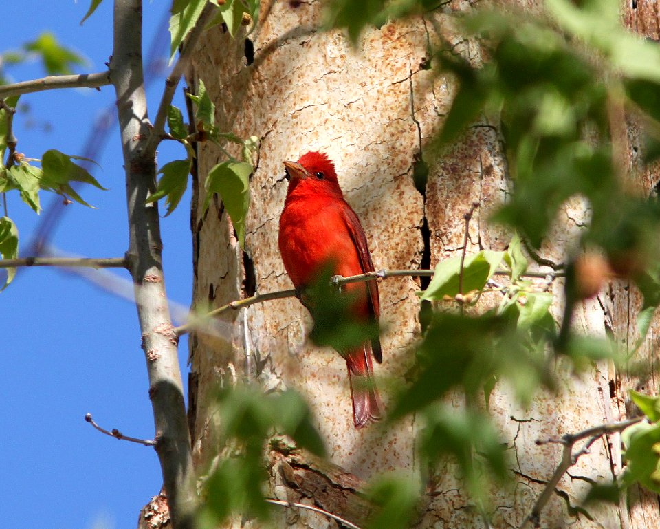 TANAGER, SUMMER (4-15-11) sonoita creek state natural area, scc, az -03