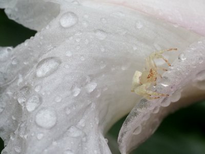 Crab spider
