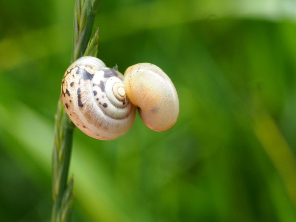 Hitchhiking snail?