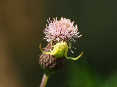 Veränderliche Krabbenspinne