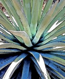 HUACHUCA MOUNTAINS, Hunter Canyon, AZ - (1-25-2019) -02 WATERCOLOR