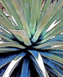 HUACHUCA MOUNTAINS, Hunter Canyon, AZ - (1-25-2019) -02 WATERCOLOR photo