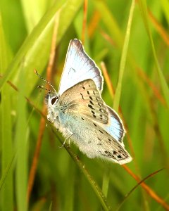 BLUE, GREENISH (Plebejus saepiolus) (6-26-2018) wallowa co, or -02