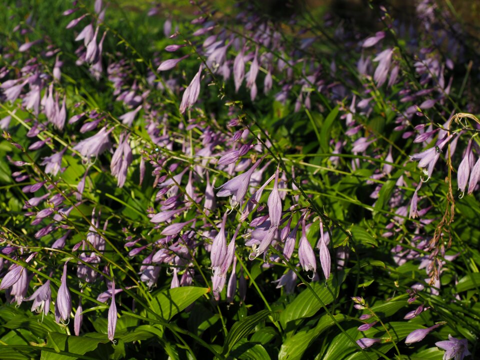Purple light purple hosta performed