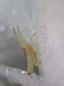 Crab spider