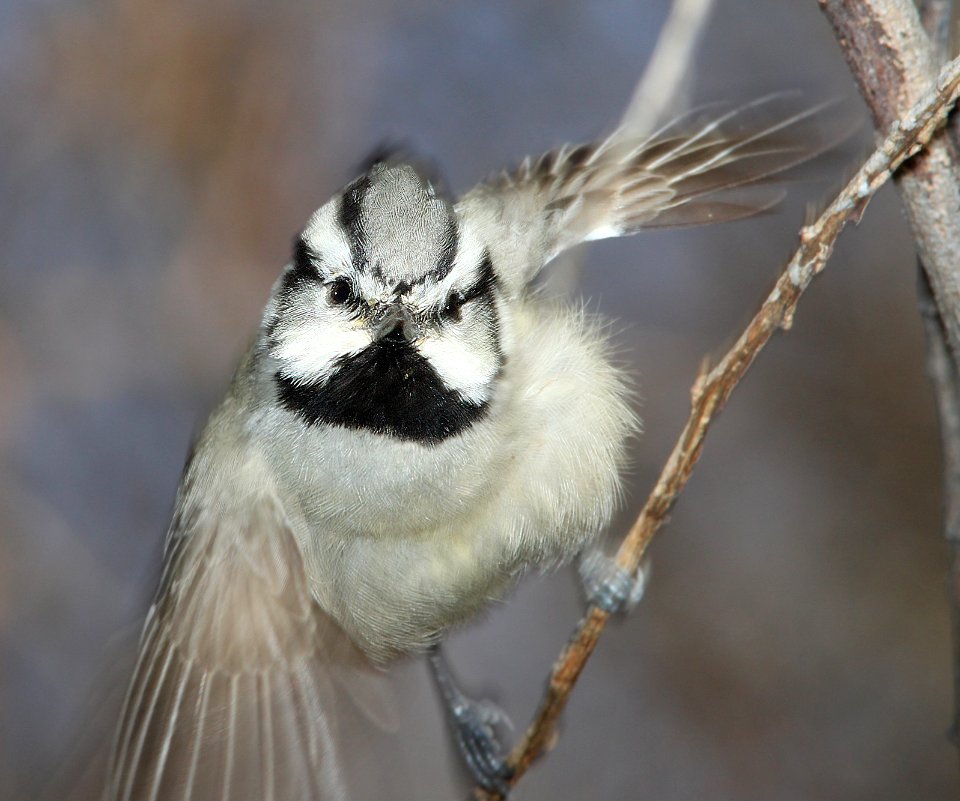 TITMOUSE, BRIDLED (2-9-13) patagonia lake, scc, az -04