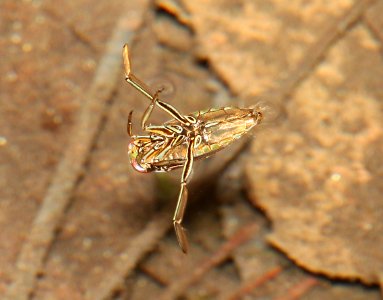 Backswimmer (Notonecta uhleri) (4-12-12) madera cyn, scc, az -01
