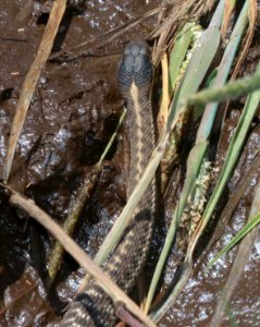 GARTERSNAKE, TERRESTRIAL (Thamnophis elegans) (6-19-2020) 9200 ft, udall park tanks, green's peak area, apache co, az -01 (4)