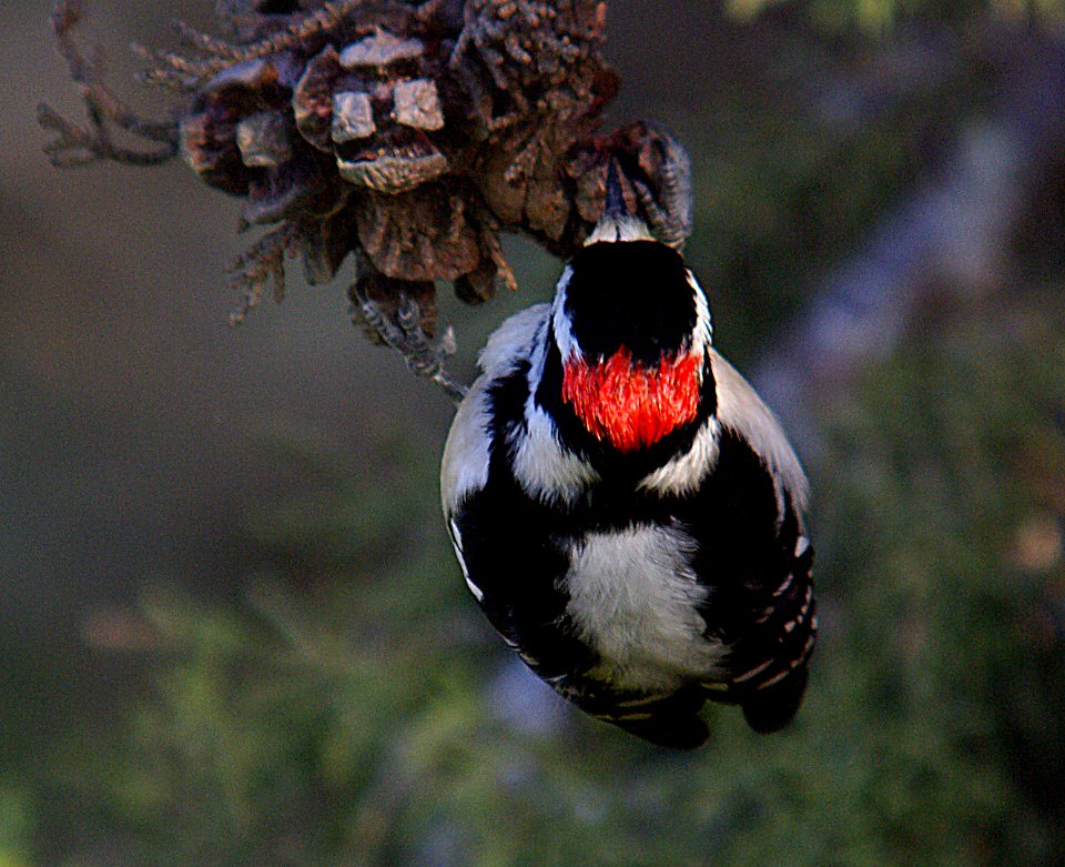 WOODPECKER, DOWNY (1-7-07) morro bay, slo co, ca