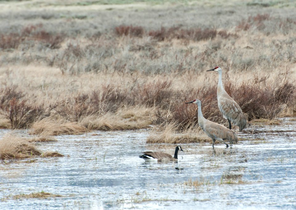 Sandhill cranes and goose