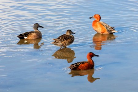 Cinnamon and blue-winged teals on the Yellowstone River