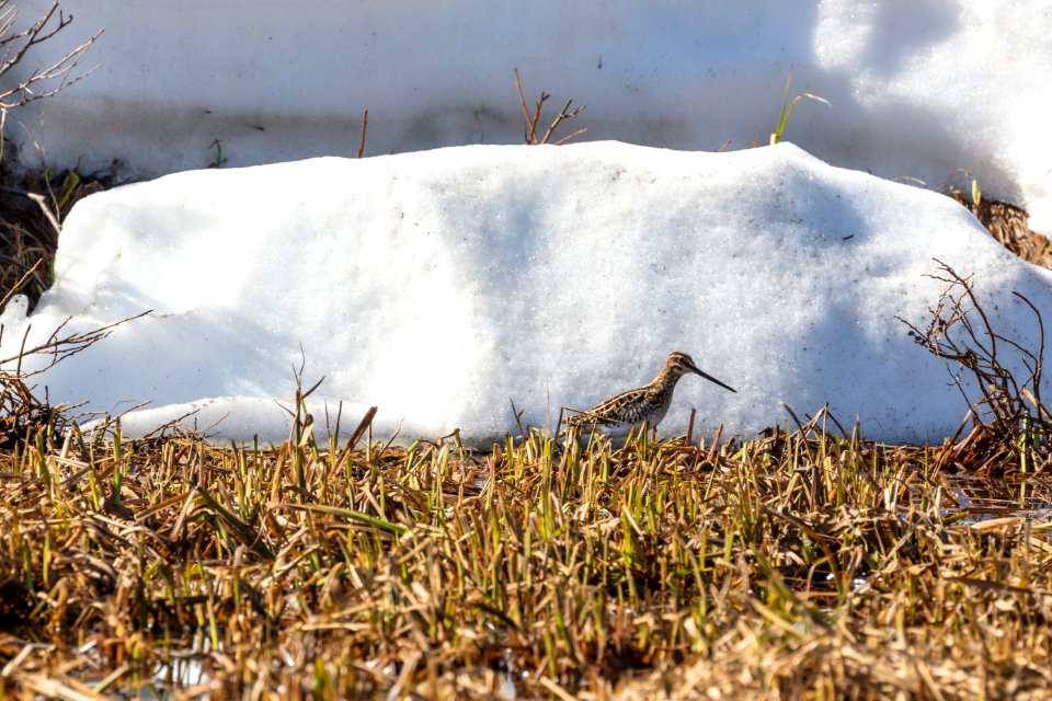 Wilson's snipe (Gallinago delicata) in Lamar Valley