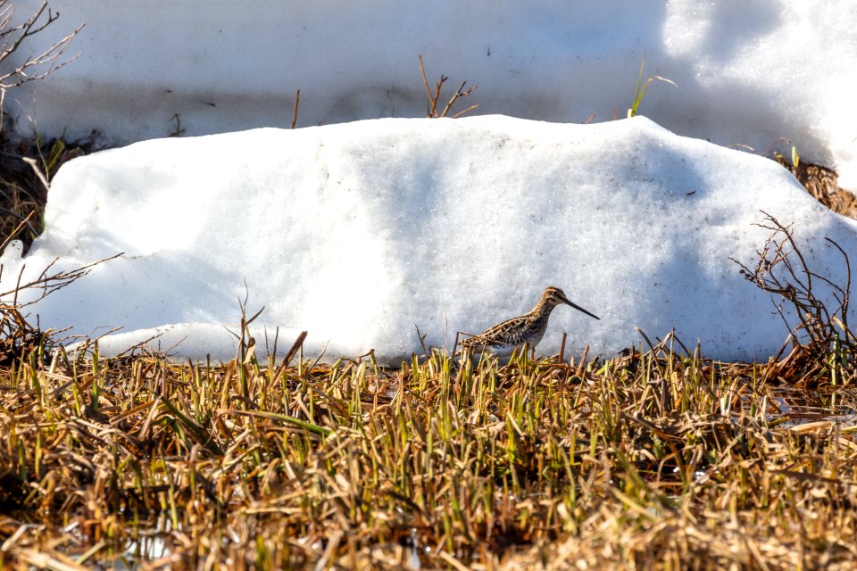 Wilson's snipe (Gallinago delicata) in Lamar Valley photo