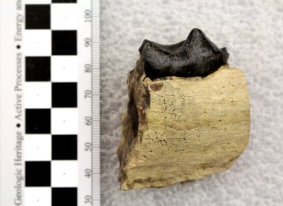 YELL 134174(2) Second molar of a brontothere