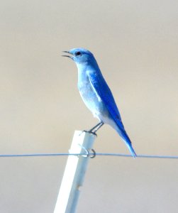 736 - MOUNTAIN BLUEBIRD (11-07-08) carrizo plain, slo co, ca (1)