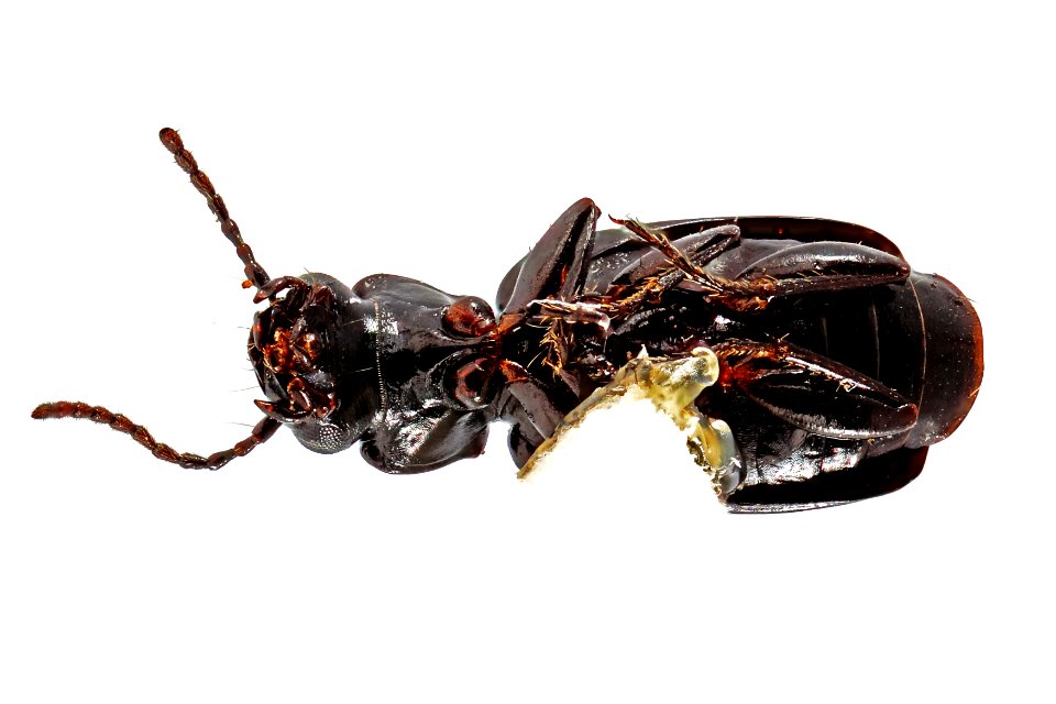Bembidran sp. (bottom view)