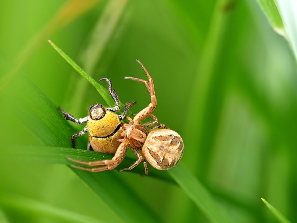 Braune Krabbenspinne