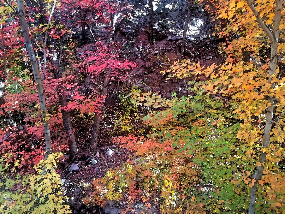 GARDEN CANYON, HUACHUCA MTS Fall Color (11-17-2020) - 06 PHOTOSHOP WATERCOLOR