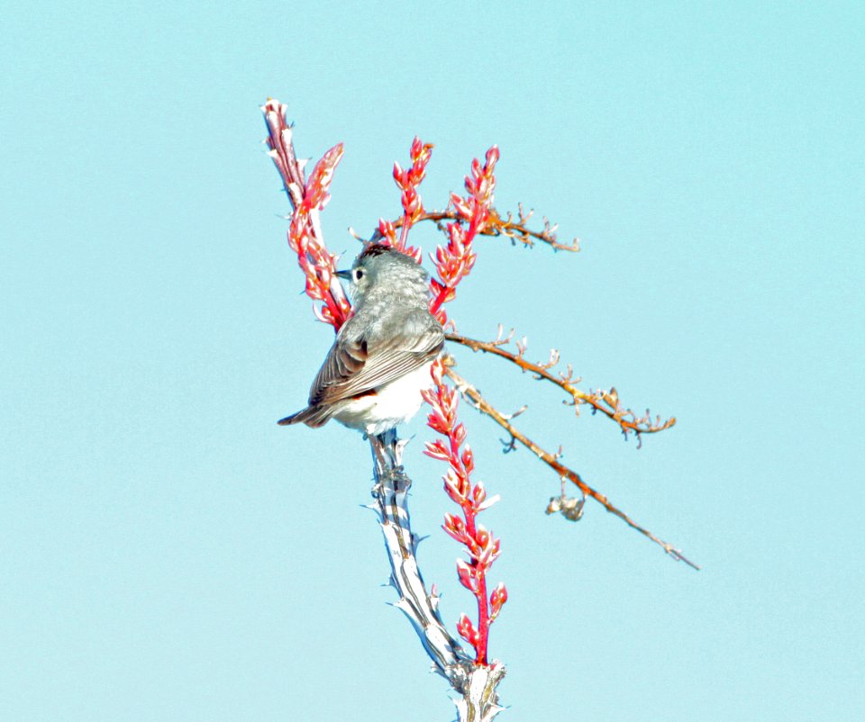 WARBLER, LUCY'S (4-15-11) sonoita creek state natural area, scc, az -01