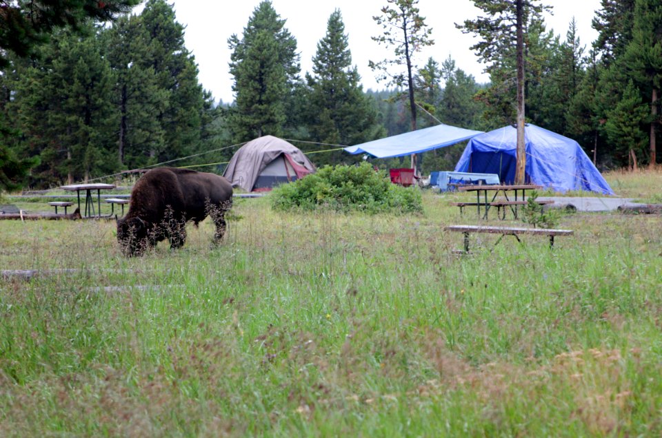 Bridge Bay Campground site