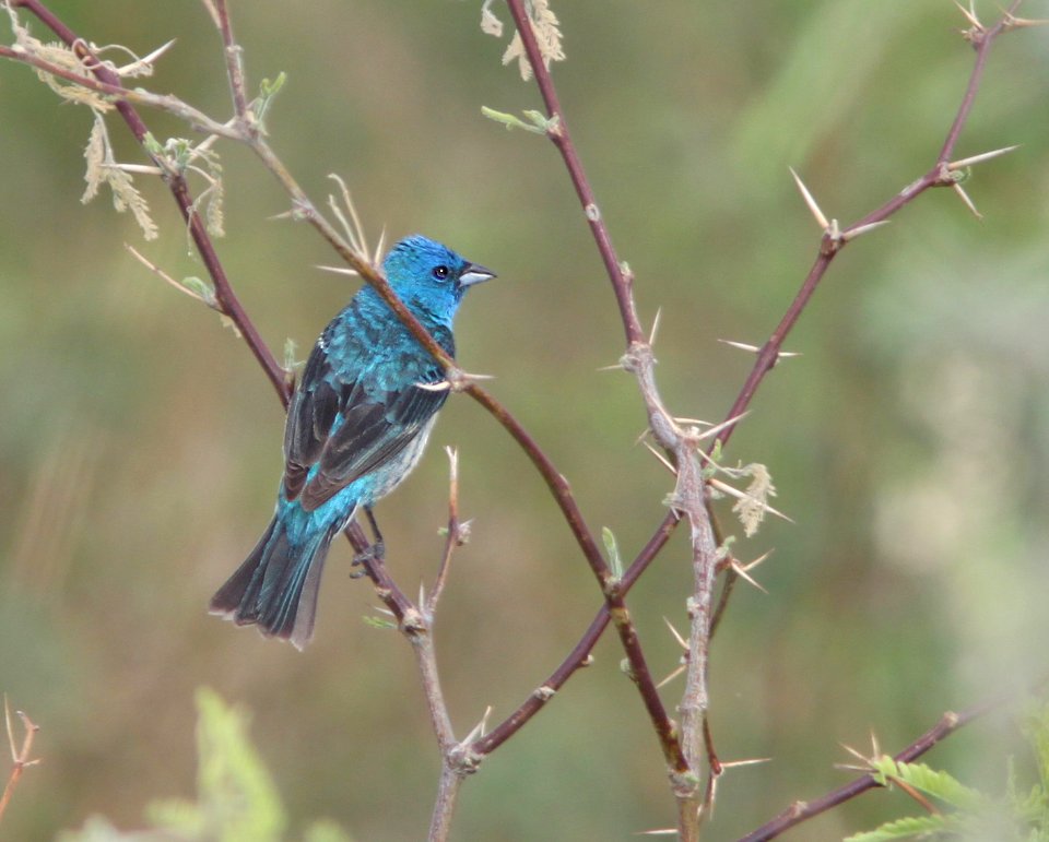 BUNTING, INDIGO-LAZULI hybrid (6-1-11) de anza trail north from rio rico dr, rio rico, scc, az -02