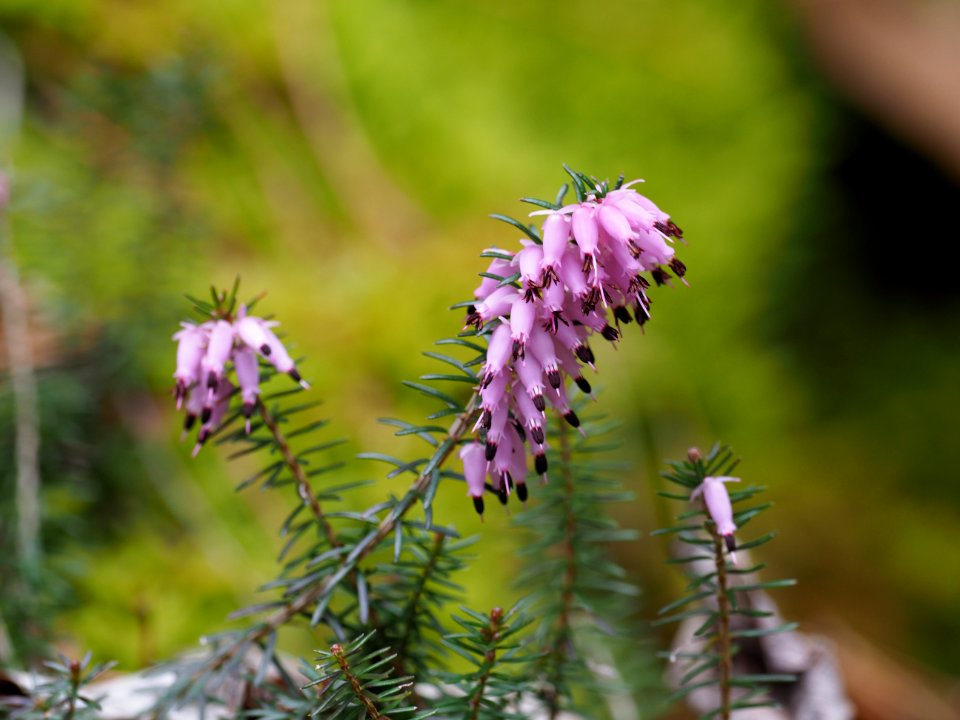 Spring is coming