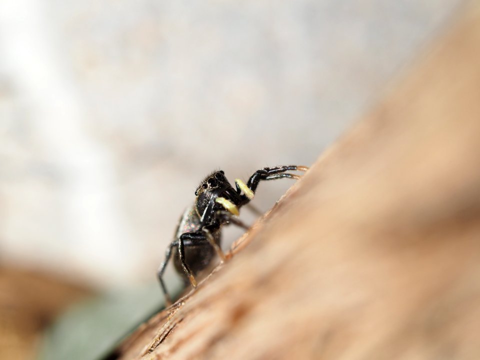 Heliophanus cupreus (f)