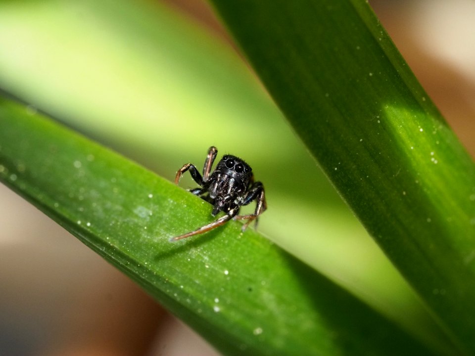 Heliophanus Cupreus (m)