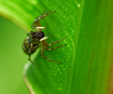 Jumping spider