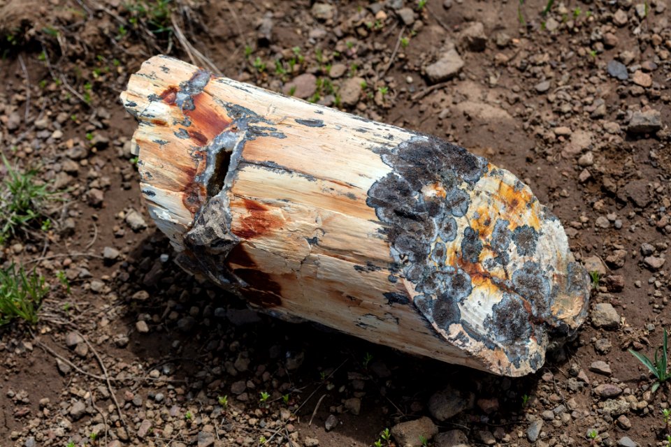 Petrified wood log with geode