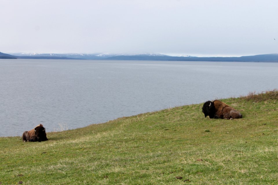 Bisons