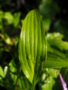 Plant plantain lily hosta performed photo