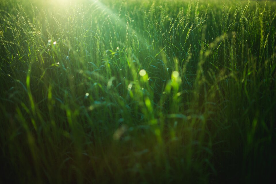 Leaves agriculture nature
