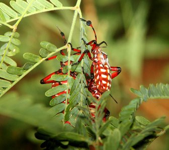 GIANT MESQUITE BUG (Thasus neocalifornicus) (7-17-10) nymphs, yard, patagonia, az -02
