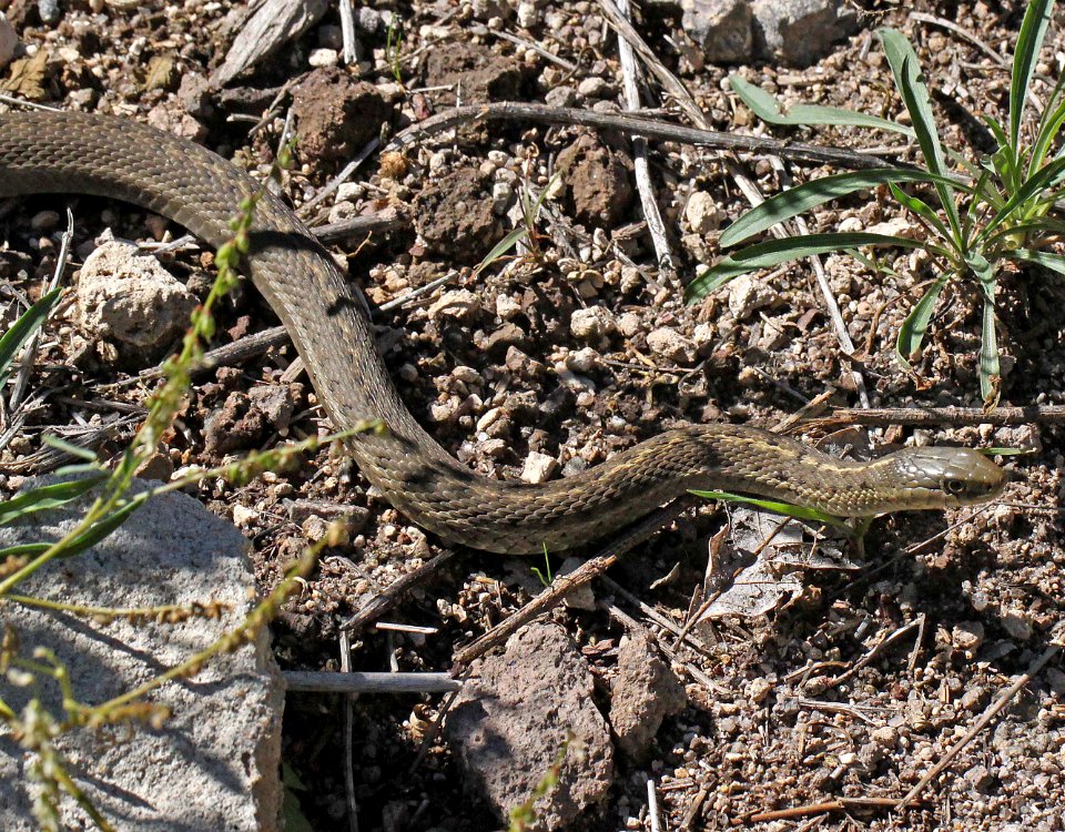 SNAKE, WANDERING GARTER (Thamnophis vagrans) (10-10-11) 7500ft, open ponderosa, rock and sparse grasses los alamos, nm, -01