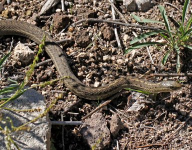 SNAKE, WANDERING GARTER (Thamnophis vagrans) (10-10-11) 7500ft, open ponderosa, rock and sparse grasses los alamos, nm, -01