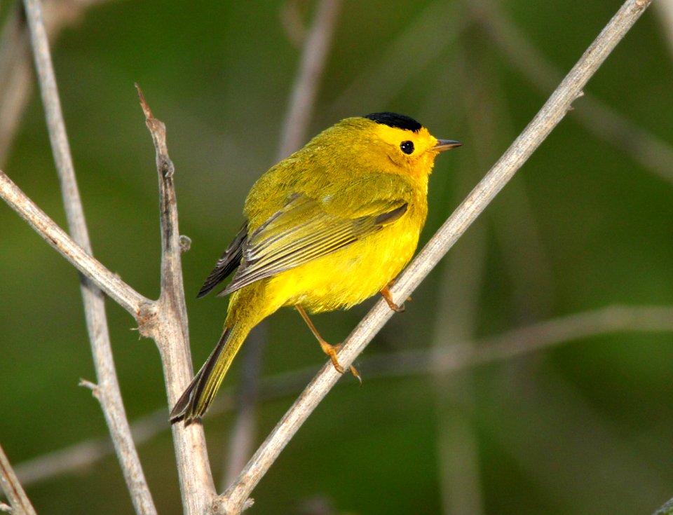 WARBLER, WILSON'S (4-15-10) cerro alto campground area, slo co, ca -01