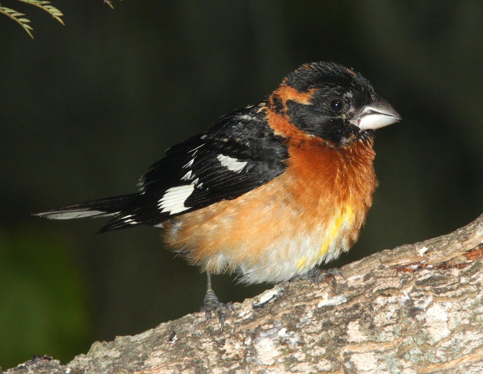 GROSBEAK, BLACK-HEADED (6-21-10)  canet rd, morro bay, slo co, ca -01