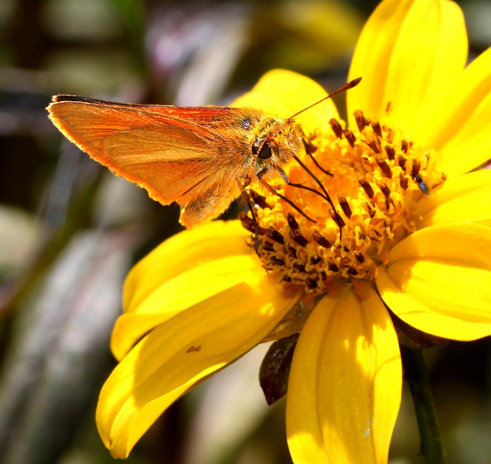 SKIPPER, SUNRISE (Adopaeoides prittwitzi) (10-2-12) below parker lake spillway, cochise co, az -05