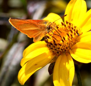SKIPPER, SUNRISE (Adopaeoides prittwitzi) (10-2-12) below parker lake spillway, cochise co, az -05