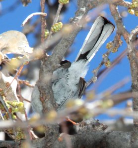 GNATCATCHER, BLACK-CAPPED (3-21-12) patagonia lake state park, scc, az -05