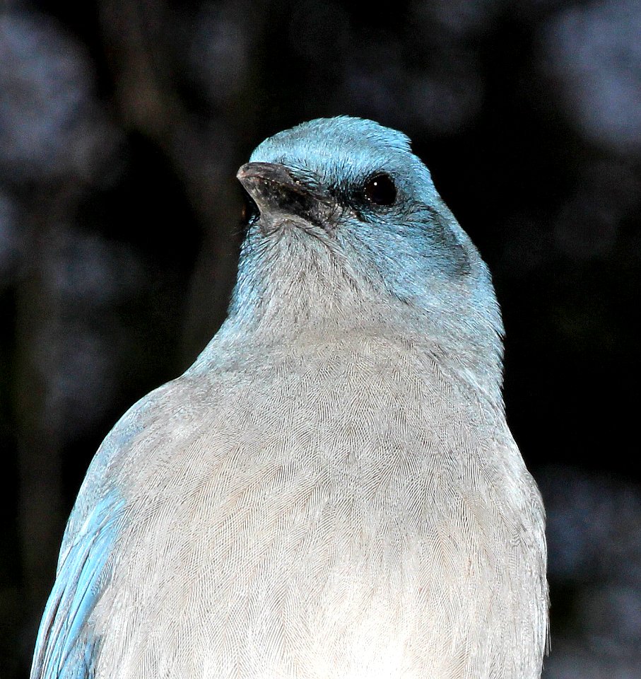 643 - MEXICAN JAY (11-21-2014) pena blanca lake, santa cruz co, az -02b