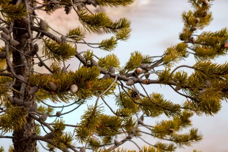 Serotinous pine cones