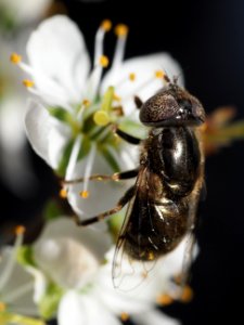 Schwarze Augenfleck-Schwebefliege