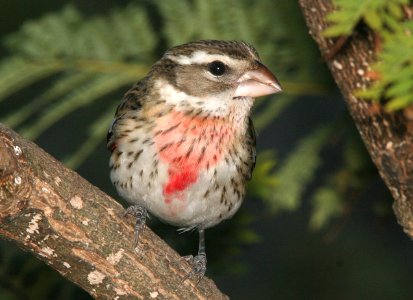 GROSBEAK, ROSE-BREASTED (12-18-08) hatch year male, canet rd -05 photo