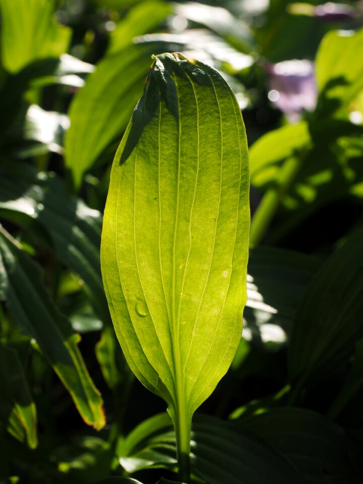 Plant plantain lily backlighting