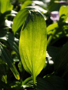 Plant plantain lily backlighting photo