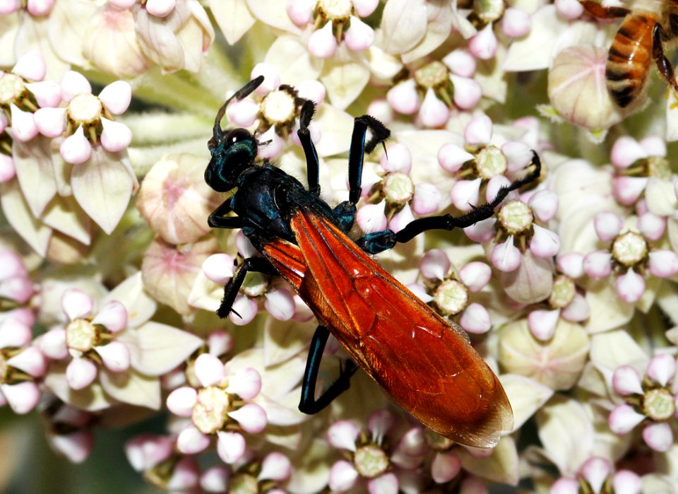 WASP, TARANTULA (pepsis grossa) (6-30-10) slo co, ca -03