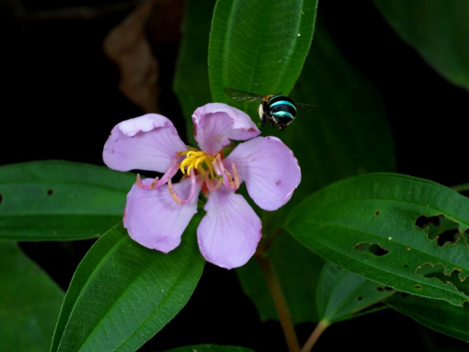 Beautiful bee