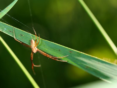 Spinne? photo